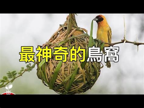 家裡有鳥築巢 風水|鳥巢風水：7日提升運勢